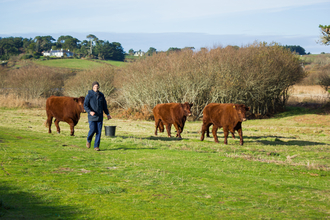 Red Ruby Cattle