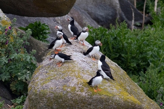 Puffins on Mincarlo