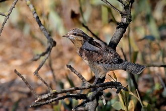 Wryneck