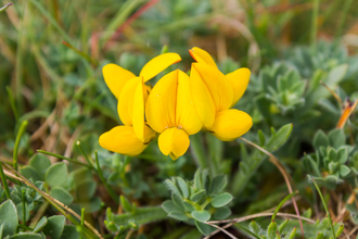 Bird's-foot trefoil