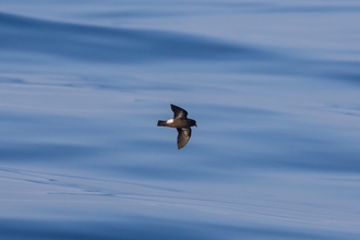 Storm petrel