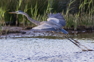 Great Blue Heron