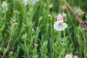 Sea campion