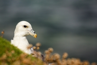 Fulmar