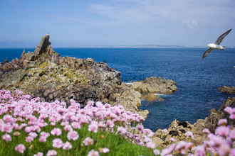 Fulmar above thrift