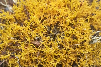 Golden-haired lichen 