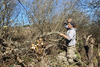 Jof Hicks cutting willow on St Mary's