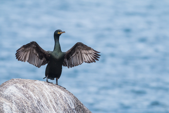 Shag with wings outstretched