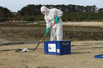 A person in PPE collecting a gannet carcass