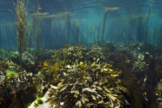 Seaweed forest