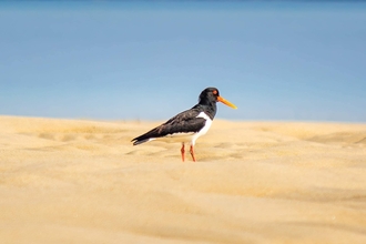 Oystercatcher in the sunshine