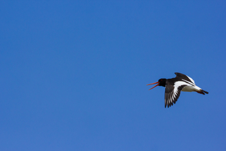 Oystercatcher in flight