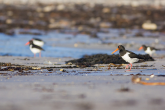 Oystercatchers on the beach