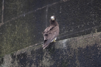 Brown Booby on the Bishop Rock