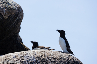 Razorbills