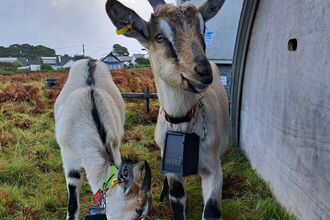 Fergus and Gorse Goats Kids