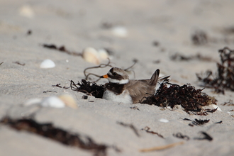 Ringed Plover sitting by Jonty Ward