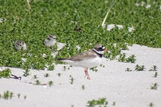 Ringed Plover and chicks