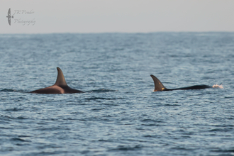 Two Orca by Joe Pender