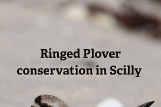Ringed Plover Project Report 2024 Title Card