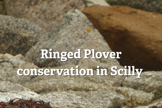 Ringed Plover Report 2025 title card