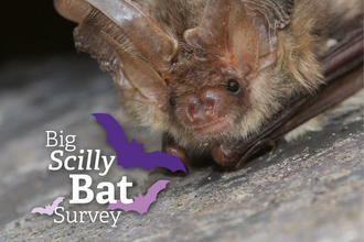 Big Scilly Bat Survey 2022-2024 Technical Appendix title card