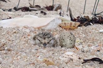 Ringed Plover chick by Christopher Cachia-Zammit