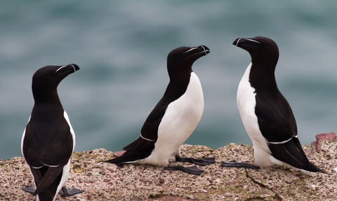 Razorbill