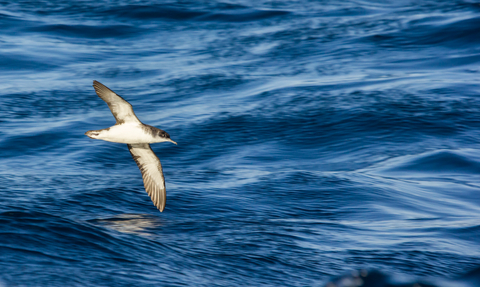 Manx Shearwater (c) Ed Marshall