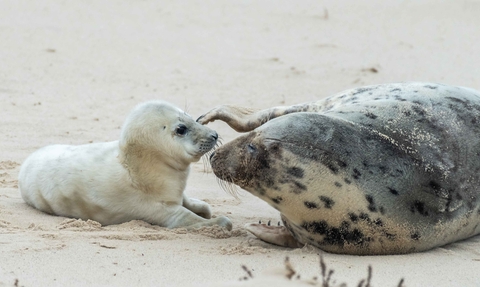 Grey seal