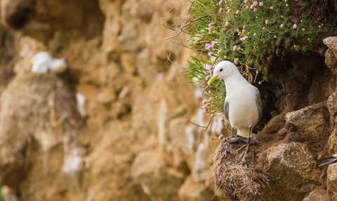 Kittiwakes (c) Ed Marshall