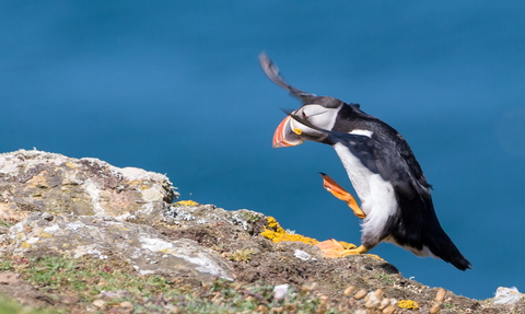 Puffin