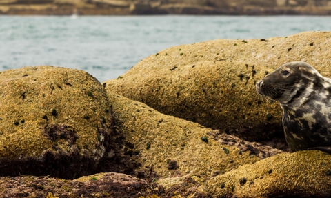 Grey seal on rocks RSZ 2 (c) Ed Marshall