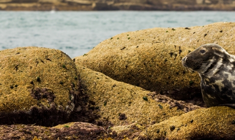 Grey seal on rocks RSZ 2 (c) Ed Marshall 