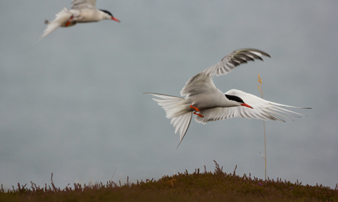 Common tern 