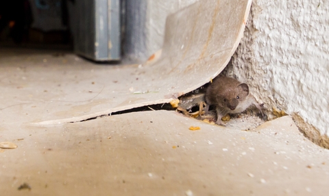 Scilly shrew