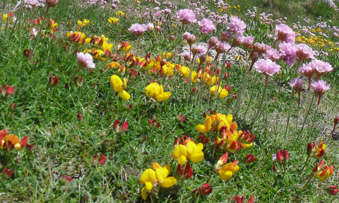 Bird's-foot trefoil