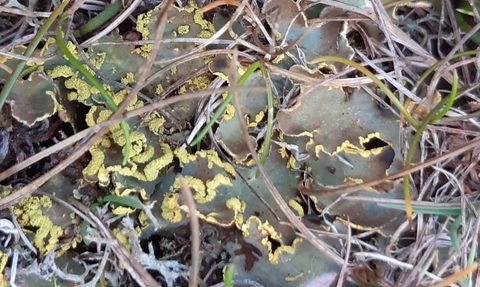 Gilt-edged lichen