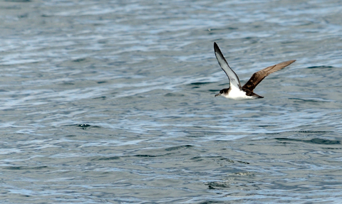 Manx Shearwater