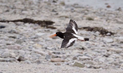 Oystercatcher