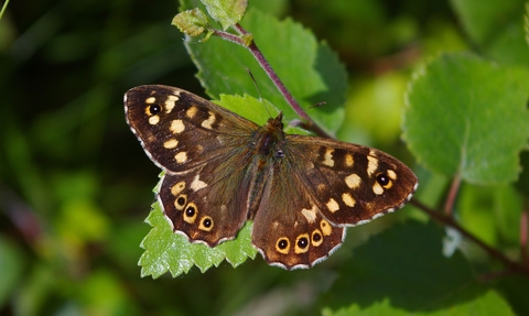 Speckled Wood