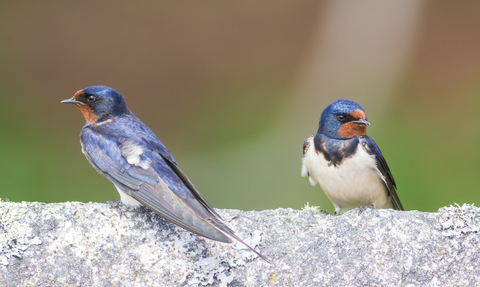 Pair of Swallows