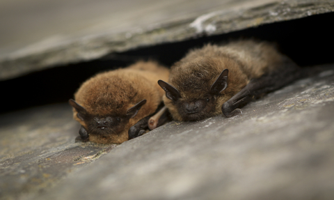 Common Pipistrelle Bats