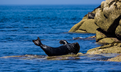 Grey seal