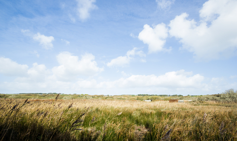 Lower Moors Reedbed