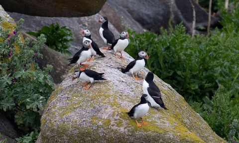 Puffins on Mincarlo