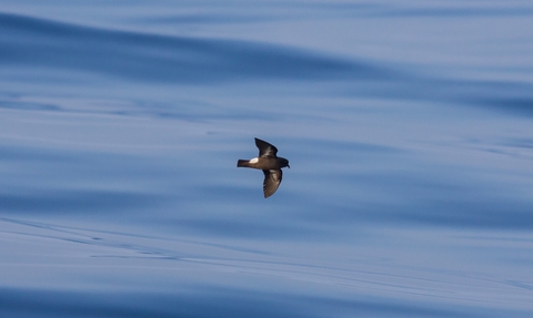 Storm petrel