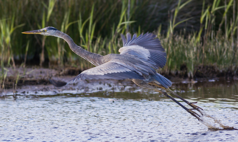 Great Blue Heron