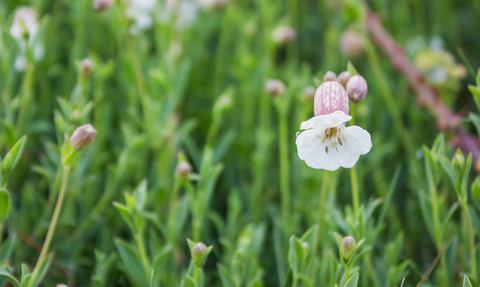 Sea campion