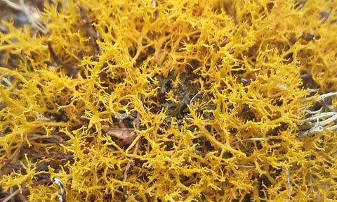 Golden-haired lichen 